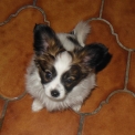 Chiot Nain Continental Papillon de race  en région Bourgogne-Franche-Comté.
