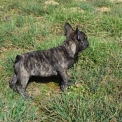 Chiot Bouledogue Français de race – prix 1500 €.