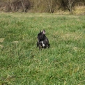 Bouledogue Français disponible en Ardèche