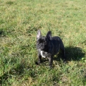 Bouledogue Français disponible en Ardèche