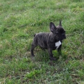 Chiot Bouledogue Français de race  en région Auvergne-Rhône-Alpes.