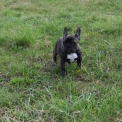 Bouledogue Français disponible en Ardèche
