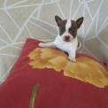 Cette petite femelle Chihuahua propose  l'achat est ne le 13/01/2025.