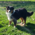 Chiot Berger australien sans pedigree – prix 860 €.