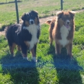 Berger australien disponible dans l'Eure
