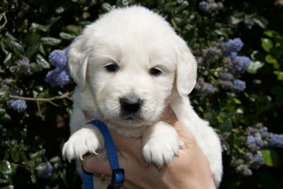 Petit mâle Golden Retriever né le 09/03/2025 est proposé – vendu 1200 €.