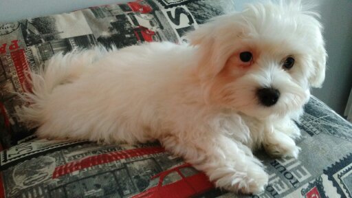 Petit mâle Bichon Maltais né le 11/01/2025 est proposé – vendu 1290 €.