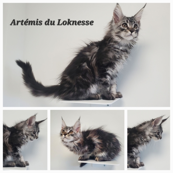Petite femelle Maine Coon née le 16/01/2025 est proposée – vendue 1500 €.