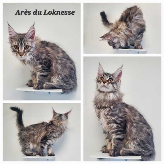Petit mâle Maine Coon né le 16/01/2025 est proposé – vendu 1500 €.