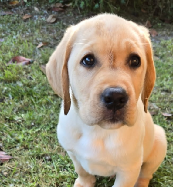 Petit mâle Labrador né le 09/02/2025 est proposé – vendu 900 €.