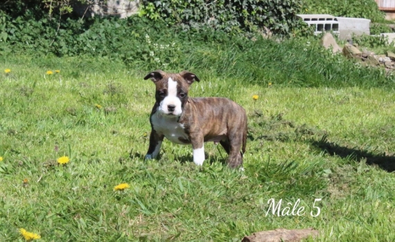 Petit mâle American Staffordshire Terrier né le 06/02/2025 est proposé – vendu 900 €.