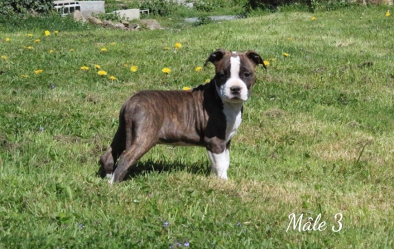 Petit mâle American Staffordshire Terrier né le 06/02/2025 est proposé – vendu 900 €.