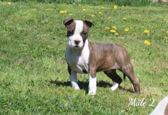 Petit mâle American Staffordshire Terrier né le 06/02/2025 est proposé – vendu 900 €.