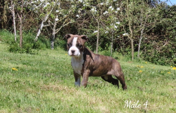 Petit mâle American Staffordshire Terrier né le 06/02/2025 est proposé – vendu 900 €.