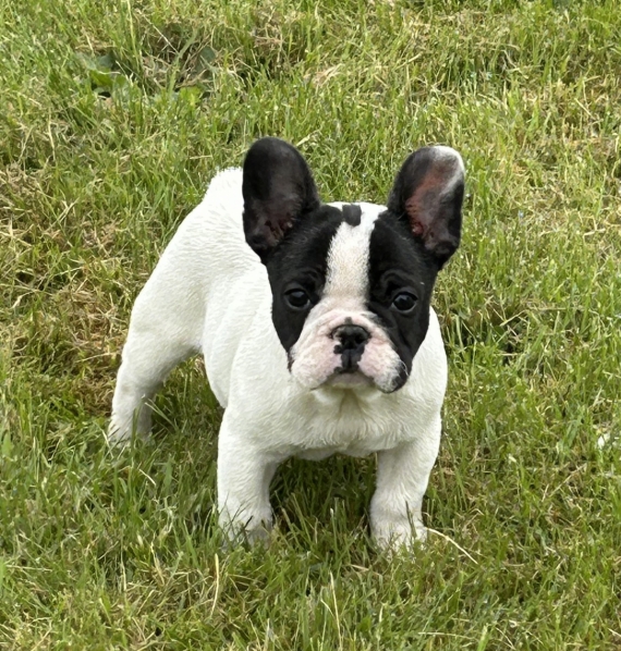 Petit mâle Bouledogue Français né le 07/02/2025 est proposé – vendu 1500 €.