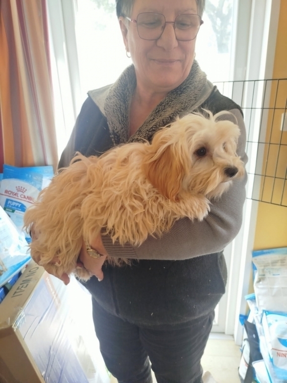 Petite femelle Bichon Havanais née le 17/10/2024 est proposée – vendue 990 €.