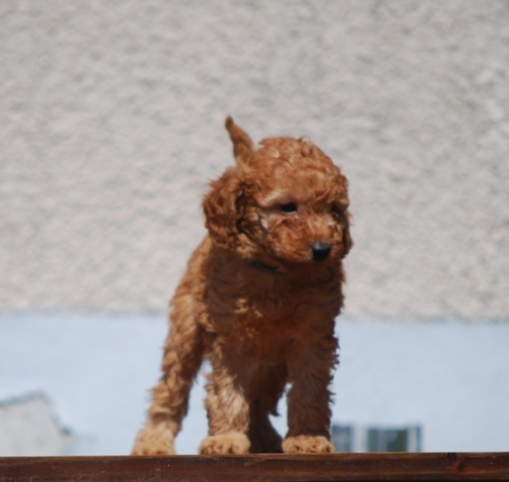 Petit mâle Caniche né le 05/03/2025 est proposé – vendu 1850 €.