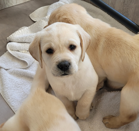 Petite femelle Labrador née le 09/02/2025 est proposée – vendue 1000 €.
