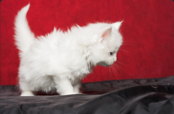 Petite femelle Maine Coon née le 17/03/2025 est proposée – vendue 1600 €.