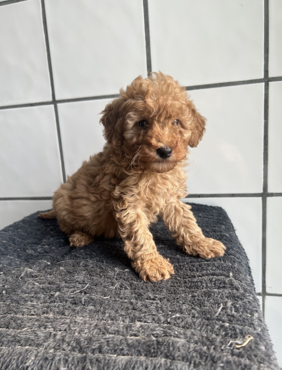Petite femelle Caniche née le 02/03/2025 est proposée – vendue 1060 €.
