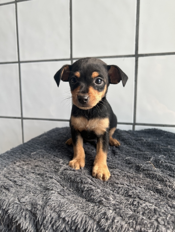 Petite femelle Pinscher Nain née le 04/03/2025 est proposée – vendue 1060 €.