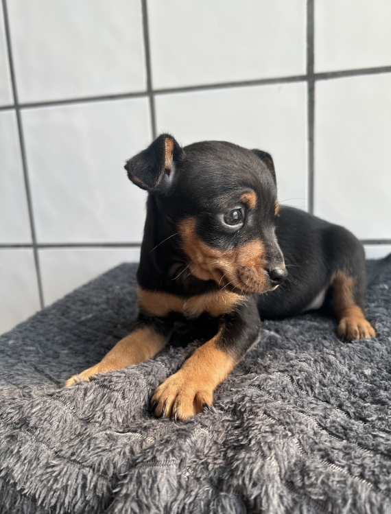 Petit mâle Pinscher Nain né le 04/03/2025 est proposé – vendu 960 €.