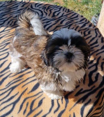 Petit mâle Shih Tzu né le 28/01/2025 est proposé – vendu 1300 €.