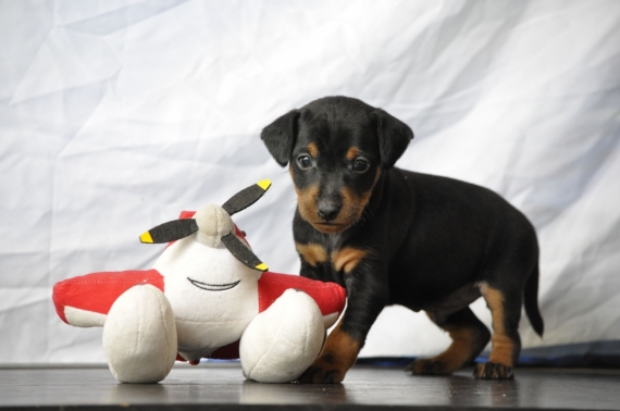 Petit mâle Pinscher Nain né le 09/03/2025 est proposé – vendu 1400 €.