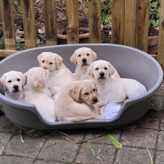 Labrador chiot vendu 1000 €