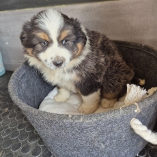 Adoption chiot Berger américain miniature au prix de 1999 €
