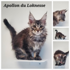 Acheter Maine Coon bébé pour 1500 €