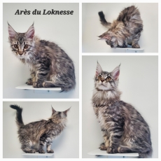 Chaton Maine Coon à adopter au prix de 1500 €