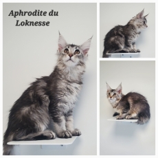 Maine Coon chaton vendu 1500 €