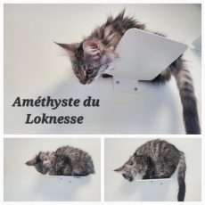 Acheter Maine Coon bébé pour 1500 €