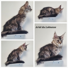 Adoption chaton Maine Coon au prix de 1500 €
