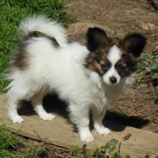 Nain Continental Papillon chiot vendu 1600 €