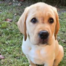 Chiot Labrador à adopter au prix de 900 €