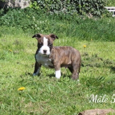 Chiot American Staffordshire Terrier à adopter au prix de 900 €