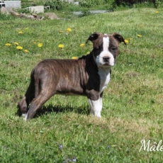 American Staffordshire Terrier chiot vendu 900 €