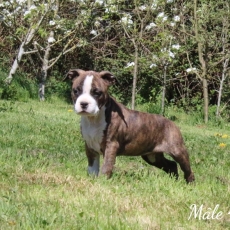 Acheter American Staffordshire Terrier bébé pour 900 €