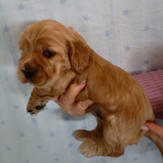 Chiot Cocker Anglais Spaniel à adopter au prix de 1500 €