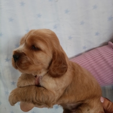 Adoption chiot Cocker Anglais Spaniel au prix de 1500 €