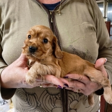 Cocker Anglais Spaniel chiot vendu 1500 €