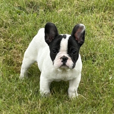 Acheter Bouledogue Français bébé pour 1500 €