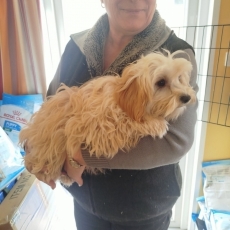 Adoption chiot Bichon Havanais au prix de 990 €