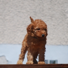 Chiot Caniche Nain  vendre au prix de 1850  vaccin et identifi.