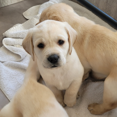 Adoption chiot Labrador au prix de 1000 €