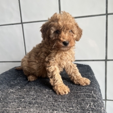 Adoption chiot Caniche Nain au prix de 1060 €