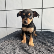 Adoption chiot Pinscher Nain au prix de 1060 €