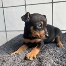 Chiot Pinscher Nain  vendre au prix de 960  vaccin et identifi.